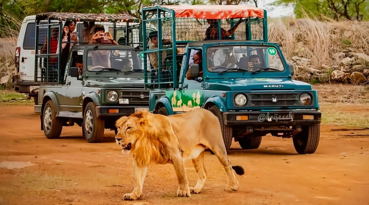 Gir Jungle Safari Tour
