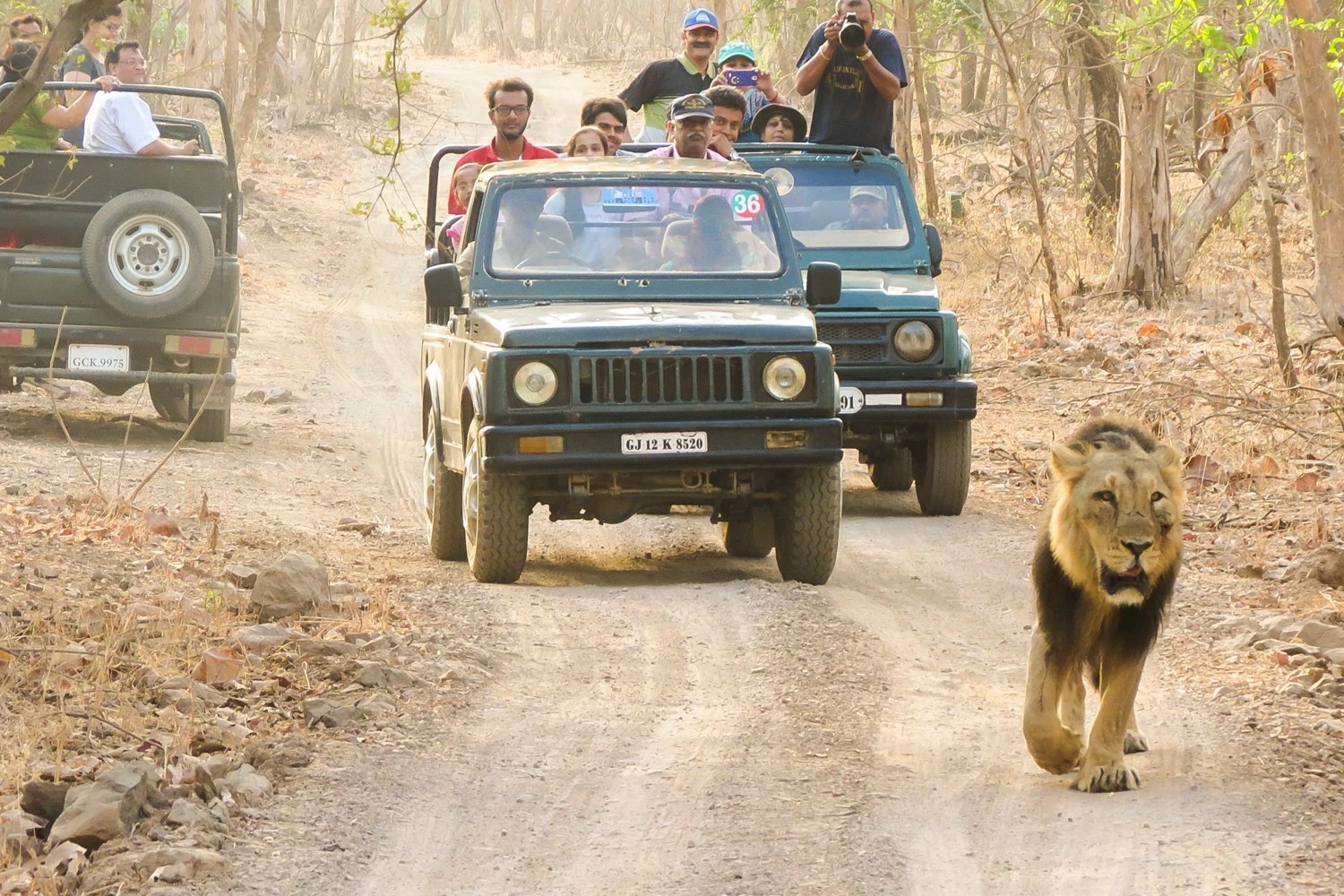 Gir National Park Safari