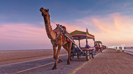 White Rann Kutch Experience