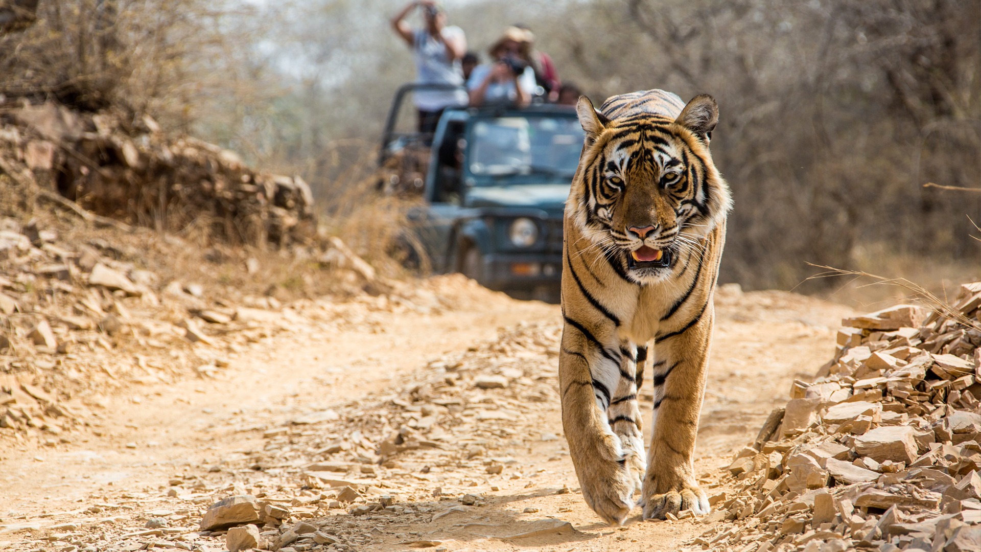 Bandhavgarh Wildlife Trail