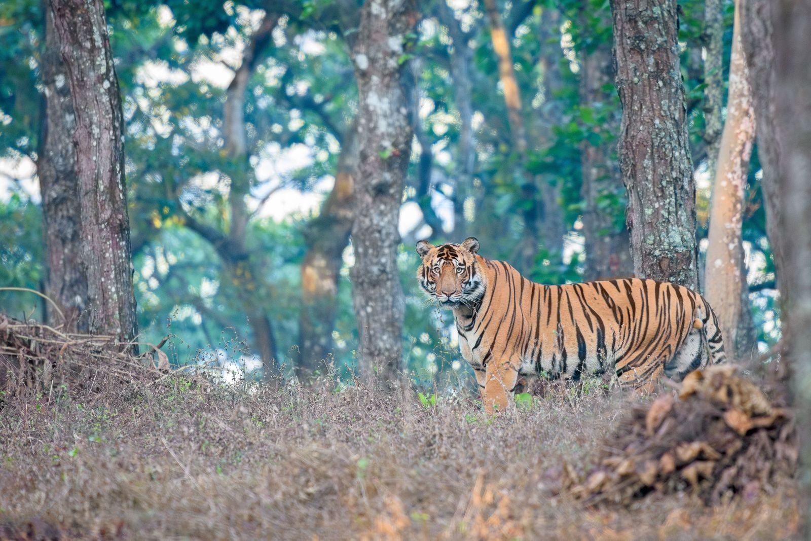 Odisha Wildlife Expedition