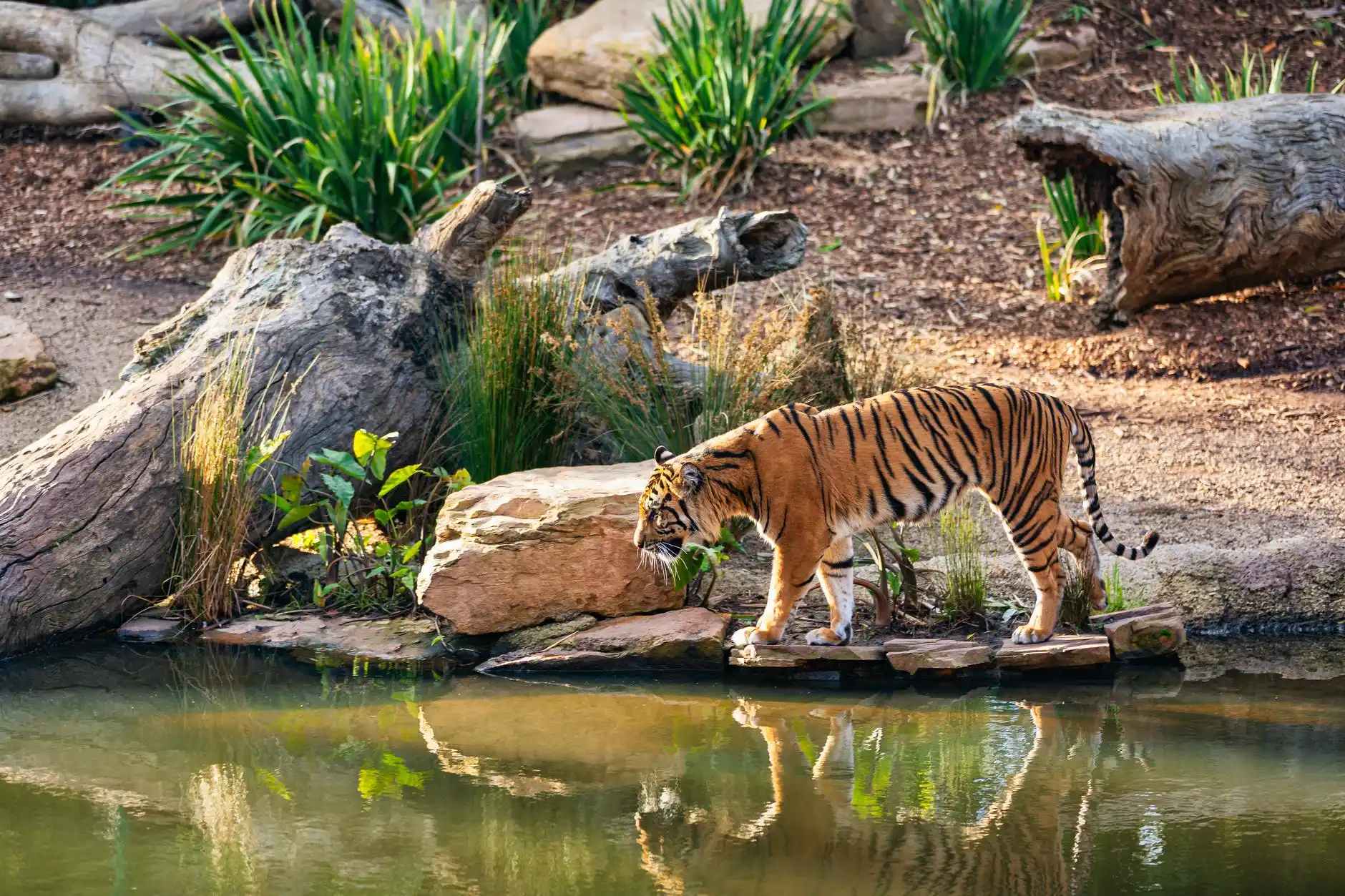 Sundarbans Wildlife Tour