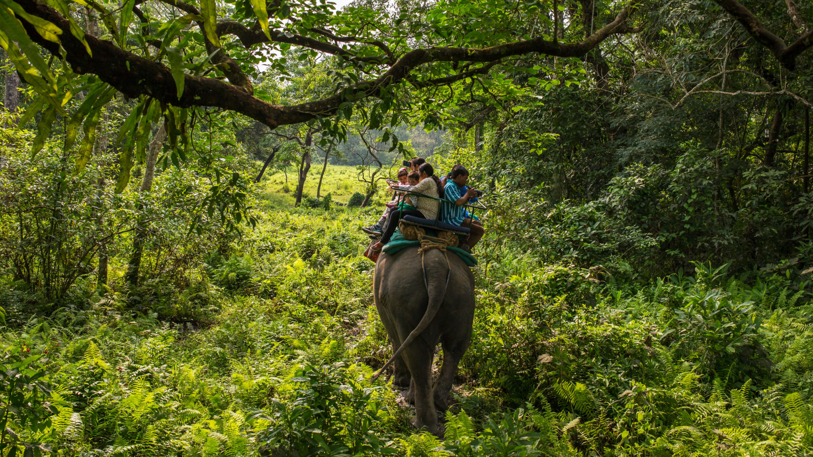 Dooars Jungle Adventure